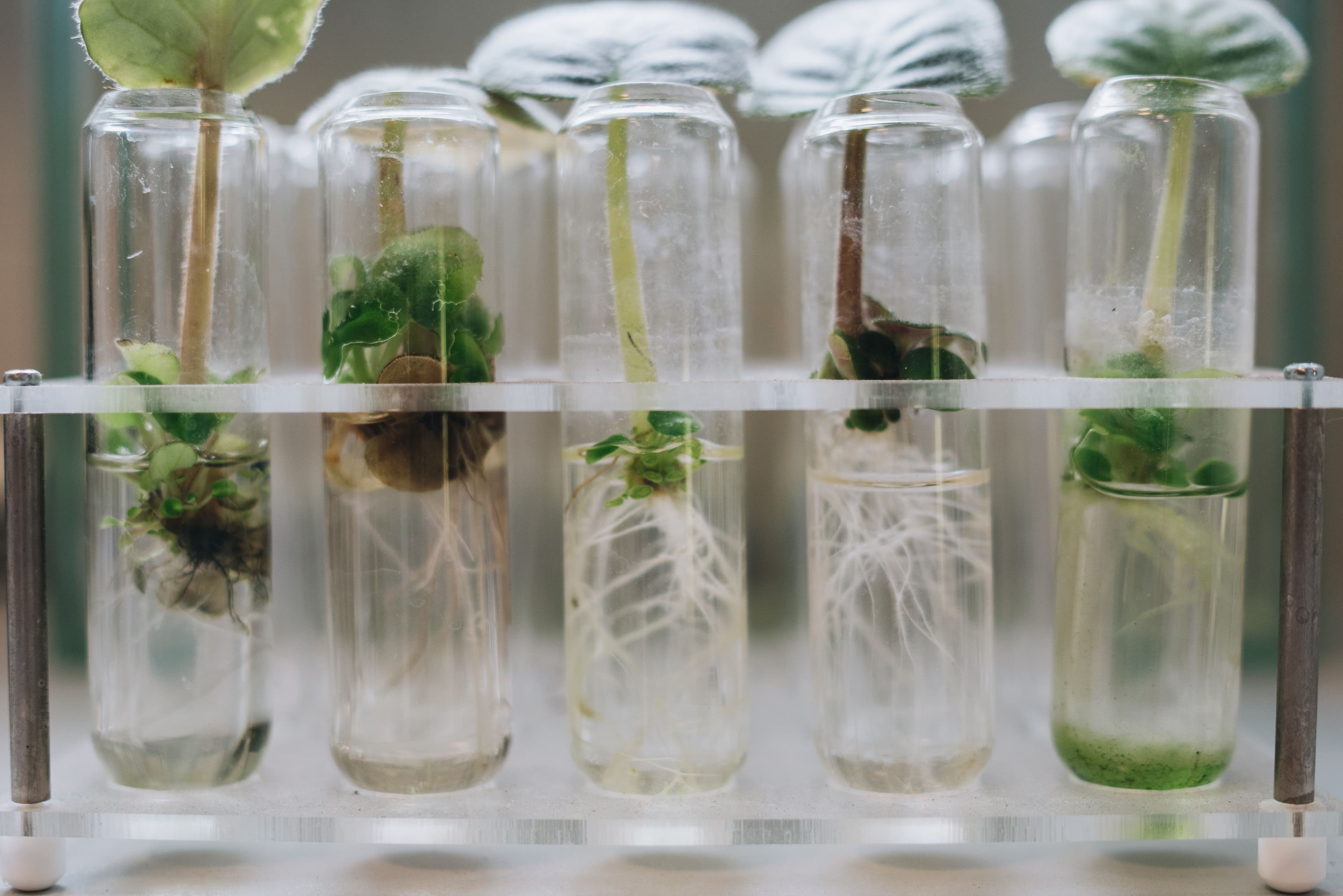 Seedlings propagating in glass vials, roots visible in the growing medium