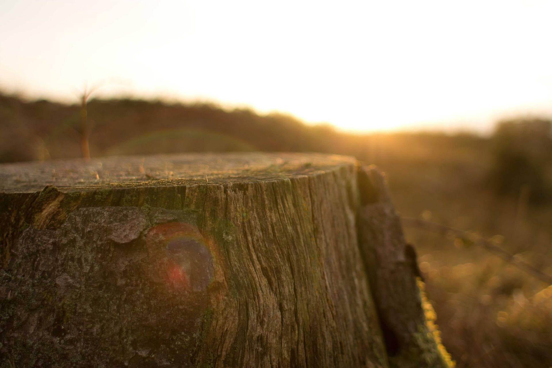 A new sprout growing beside an old stump, golden hour over an open field