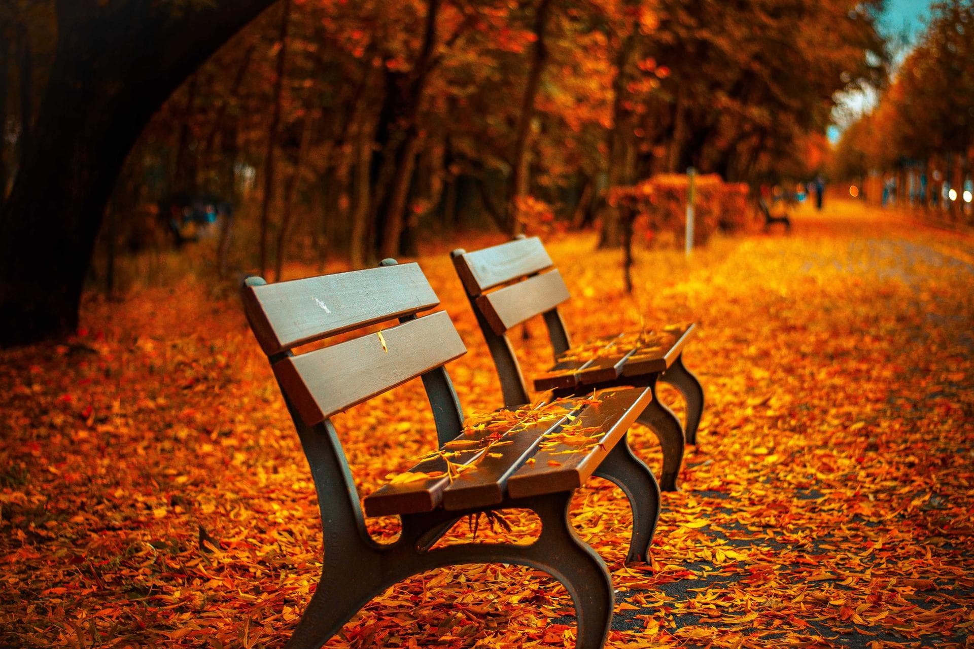 Two park benches side by side under autumn light